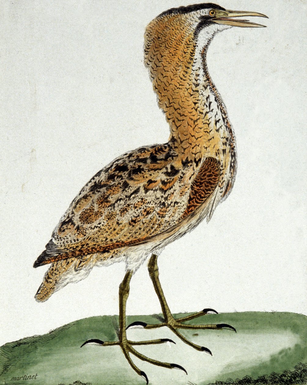 Rohrdommel von Francois Nicolas Martinet