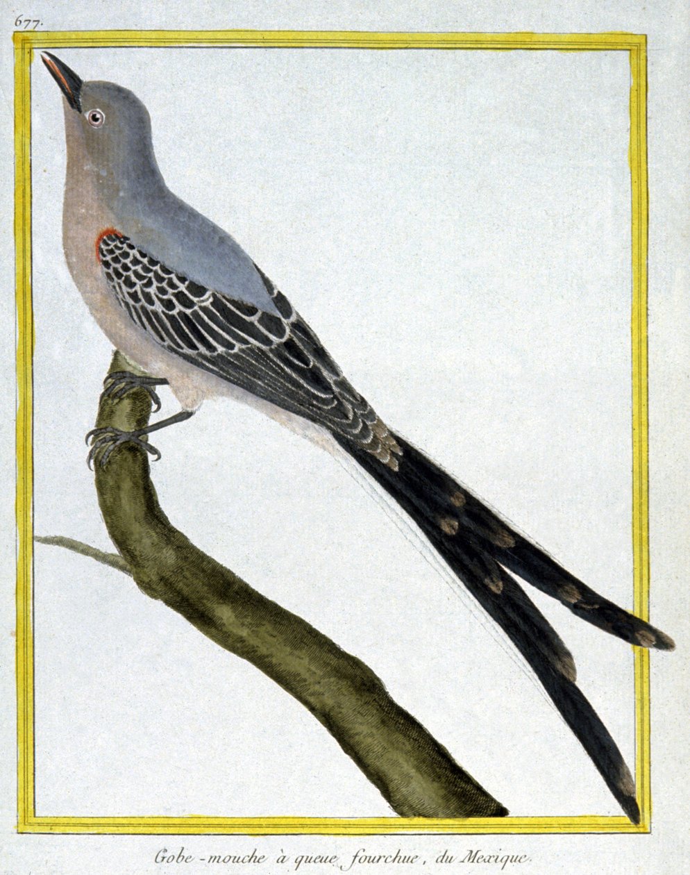 Fliegen von Francois Nicolas Martinet