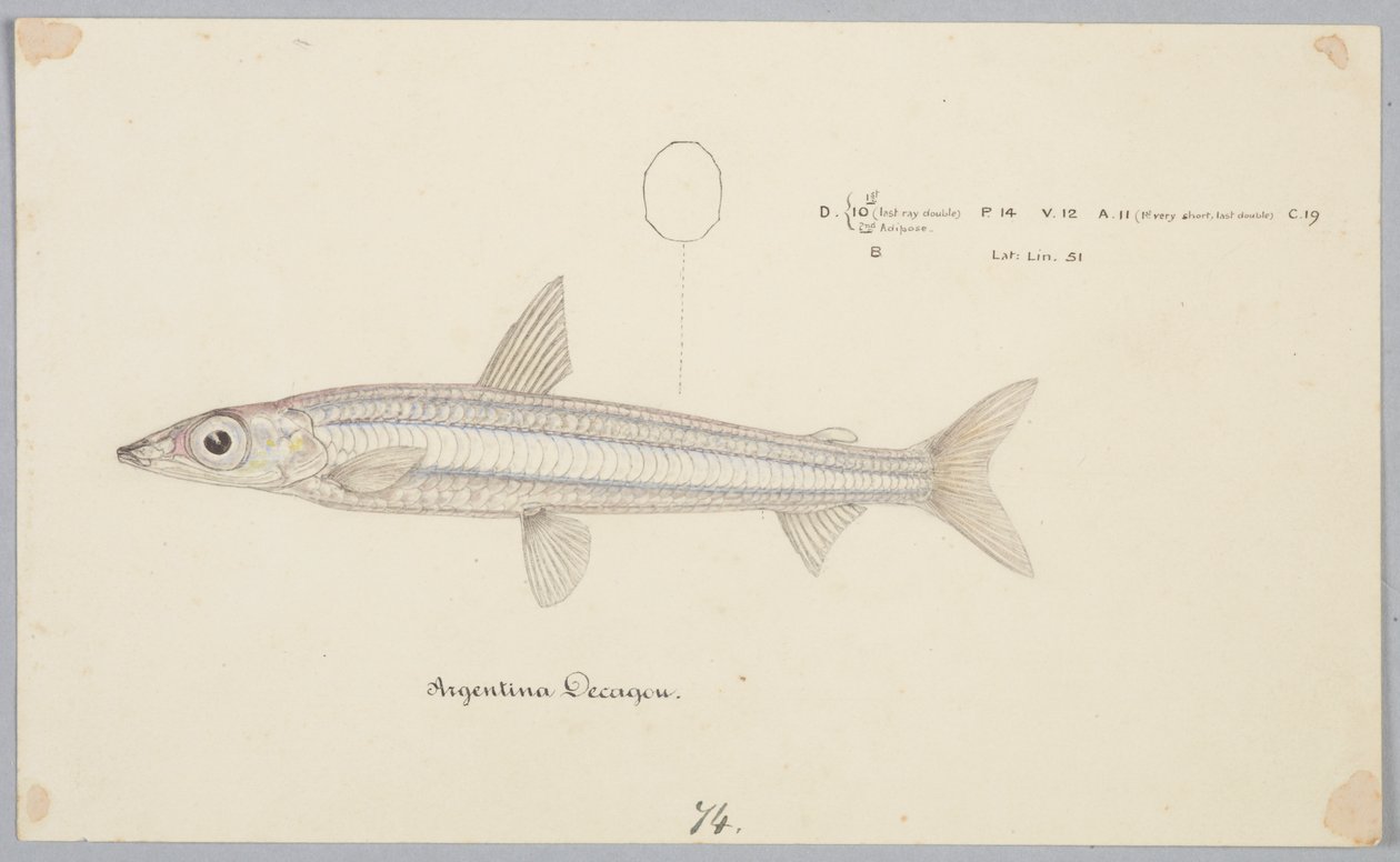 Argentinischer Dekagon von Frank Edward Clarke