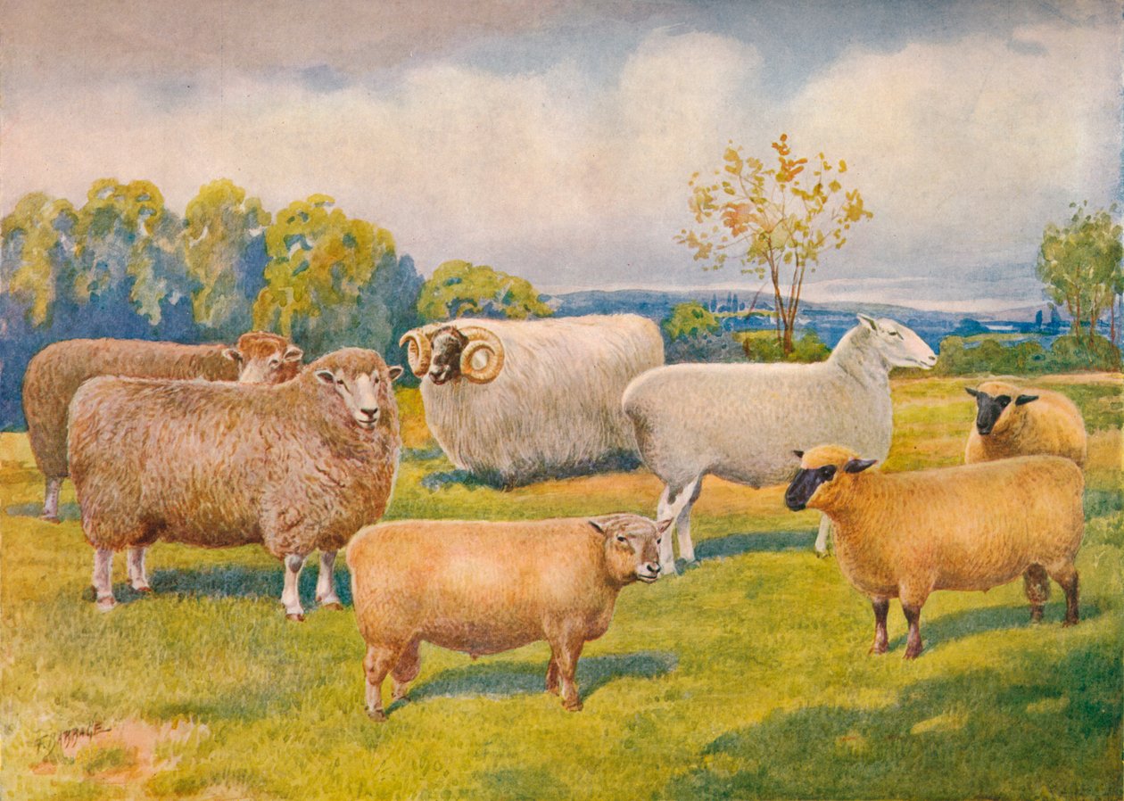 Schafrassen, ca. 1902-1910 von Frank Babbage