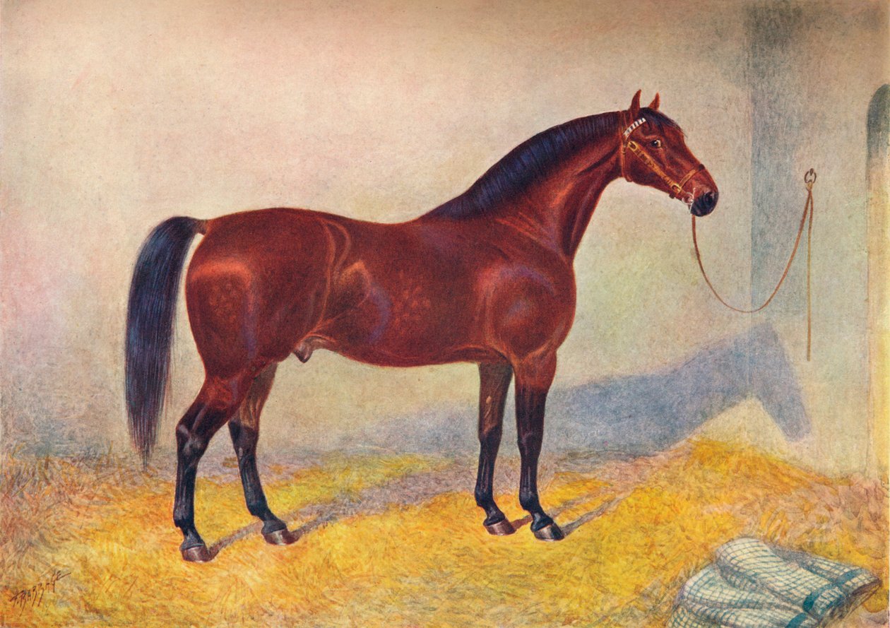 Cleveland Bay Hengst Sultan, ca. 1902-1910 von Frank Babbage