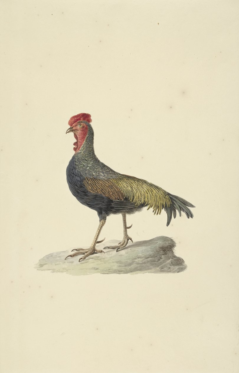 Sonnerats Huhn von François Levaillant (circle of)