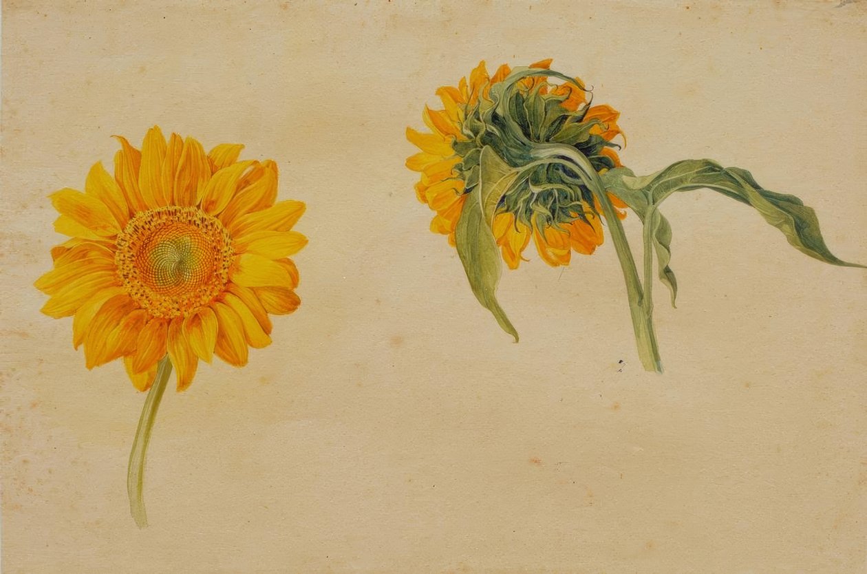 Sonnenblumen von Franz Horny