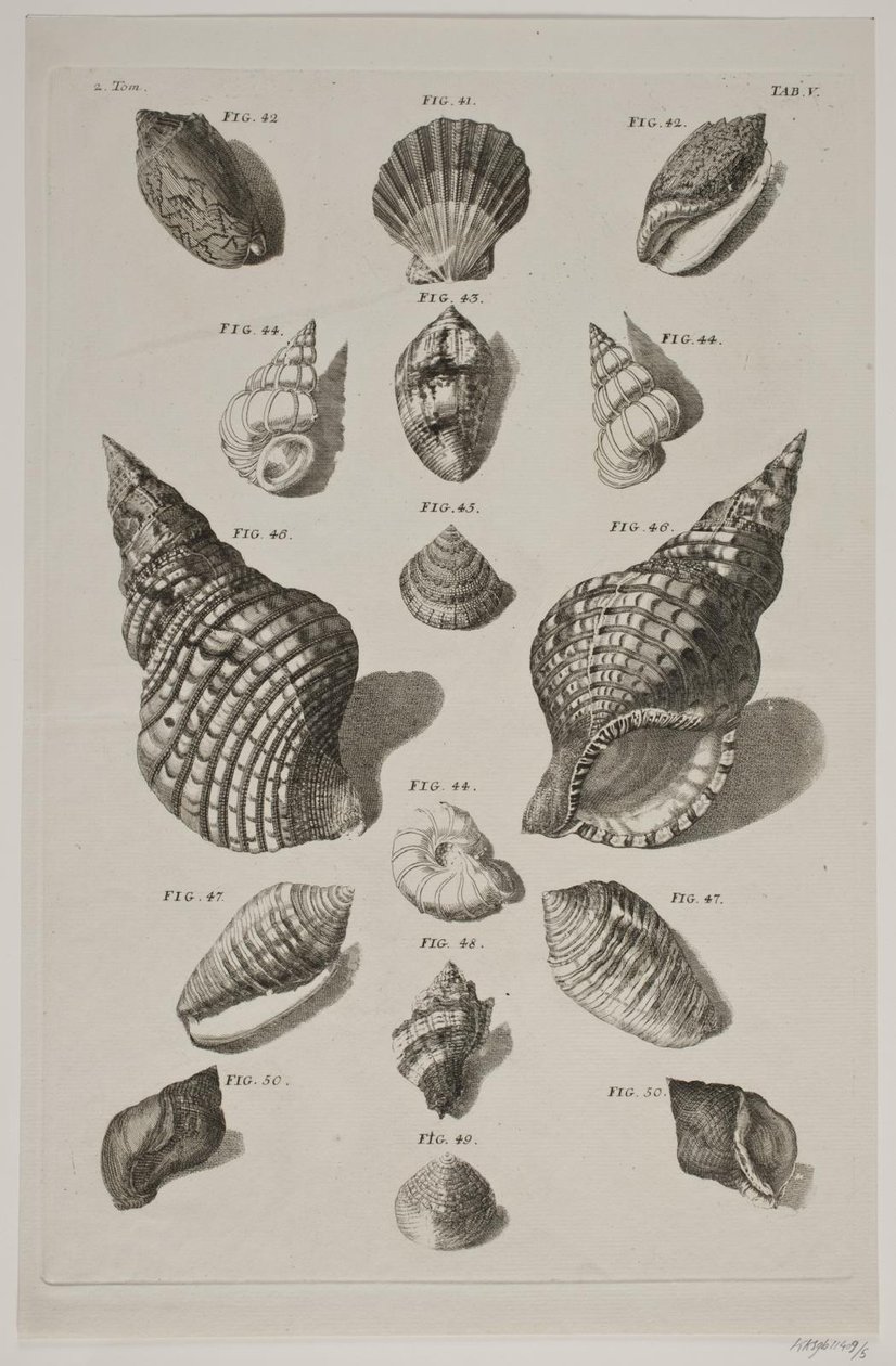 Tafel mit Muscheln. Tafel 5. von Franz Michael Regenfus