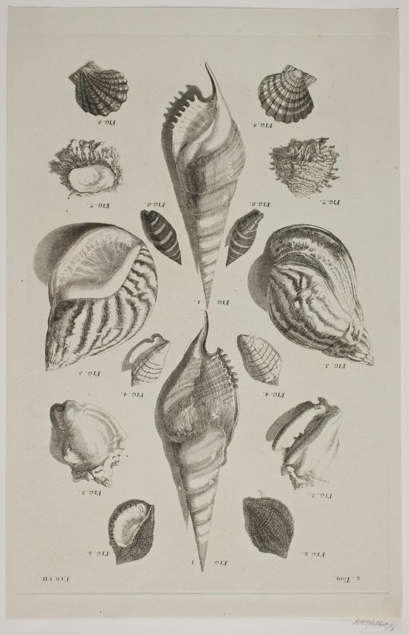 Tafel mit Muscheln. Tafel 7. von Franz Michael Regenfus
