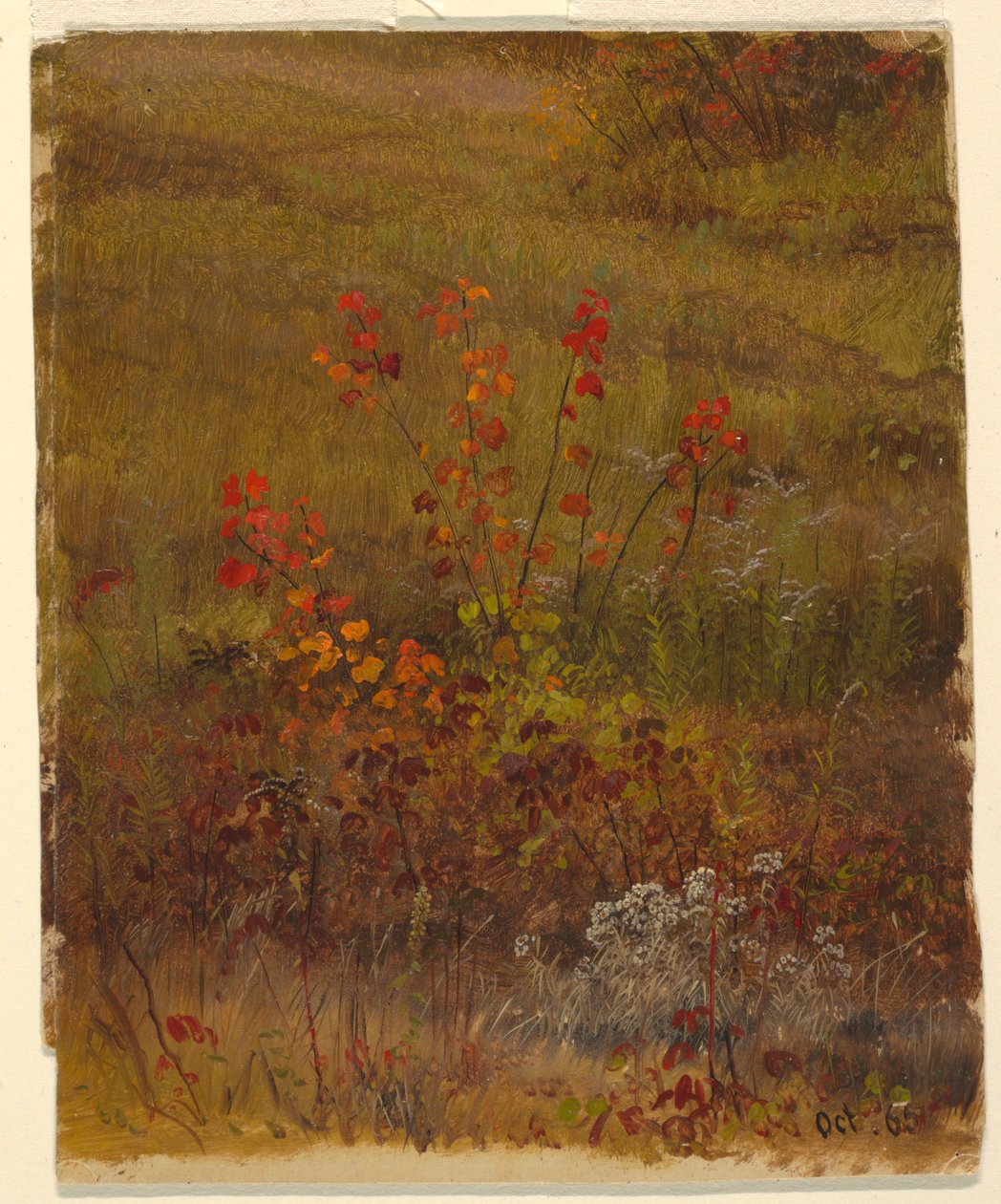 Botanische Studien von Frederic Edwin Church