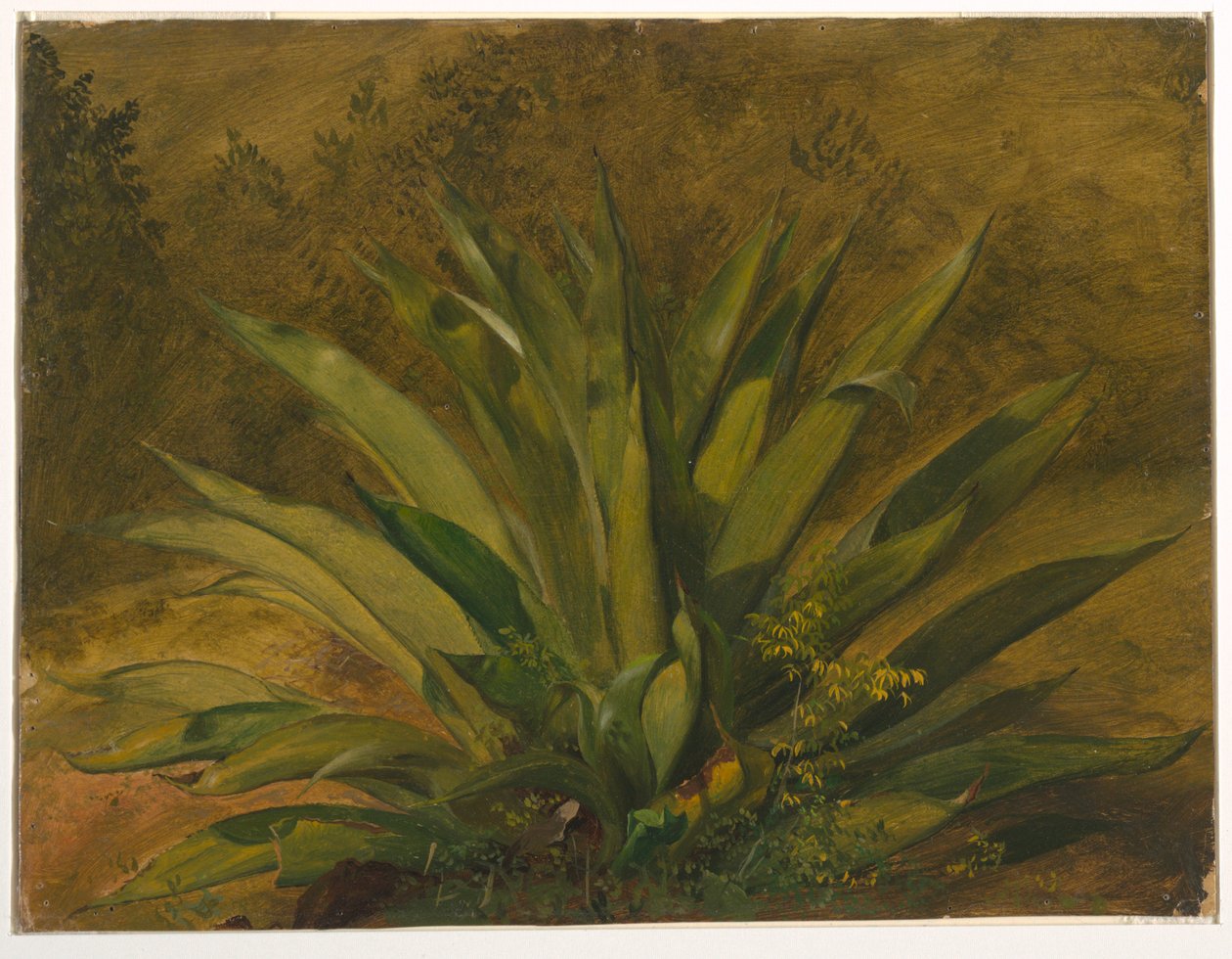 Botanische Studie von Frederic Edwin Church