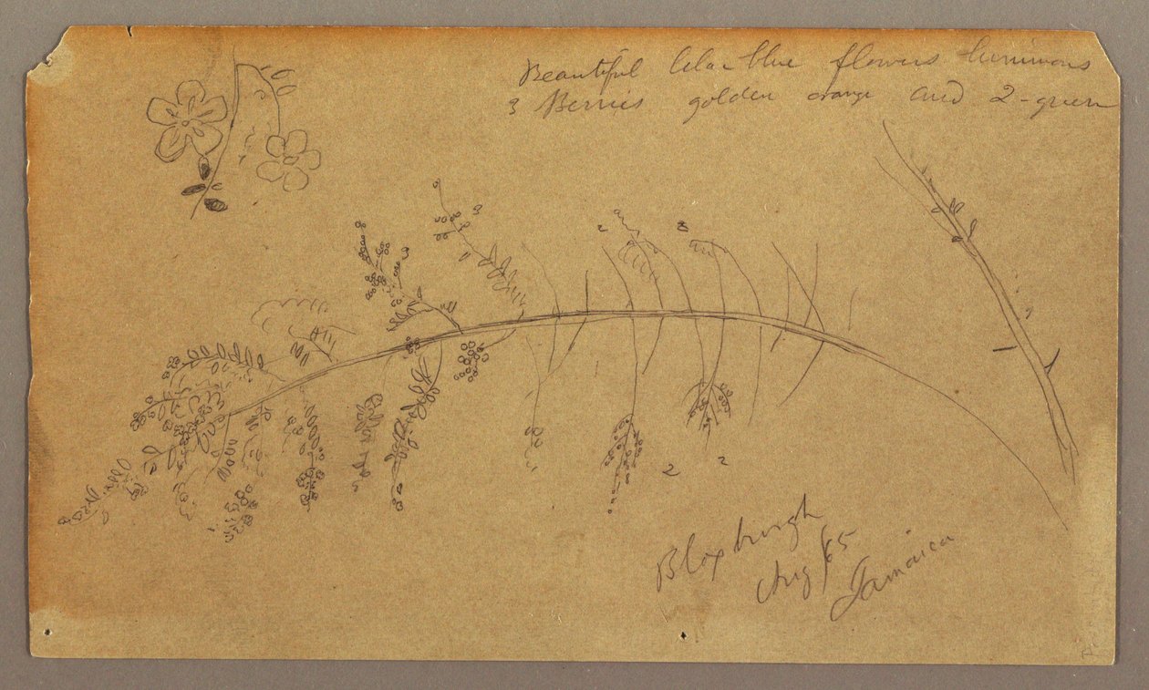 Botanische Skizzen, August 1865 von Frederic Edwin Church