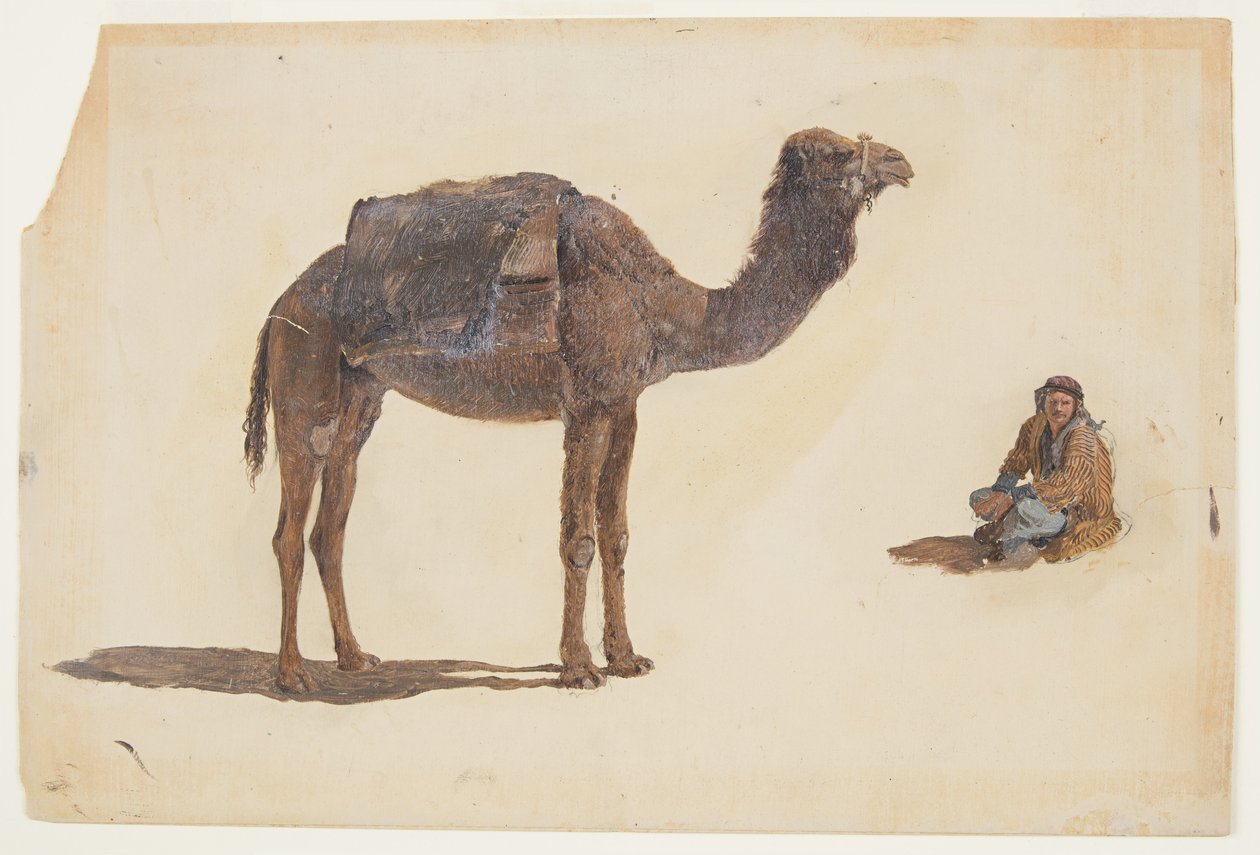 Zeichnung, Studie eines Dromedars von Frederic Edwin Church