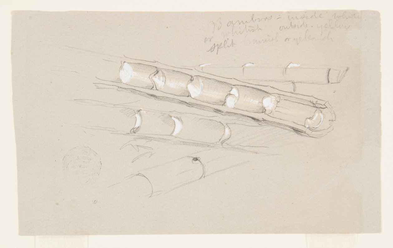 Studie von Bambus von Frederic Edwin Church