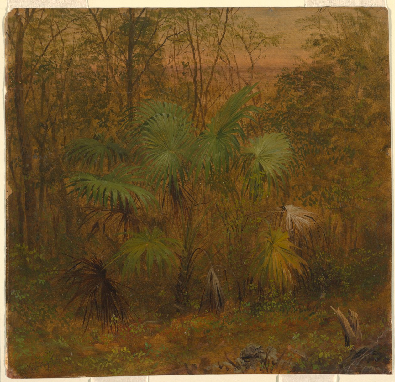 Thatch-Palme, Jamaika von Frederic Edwin Church