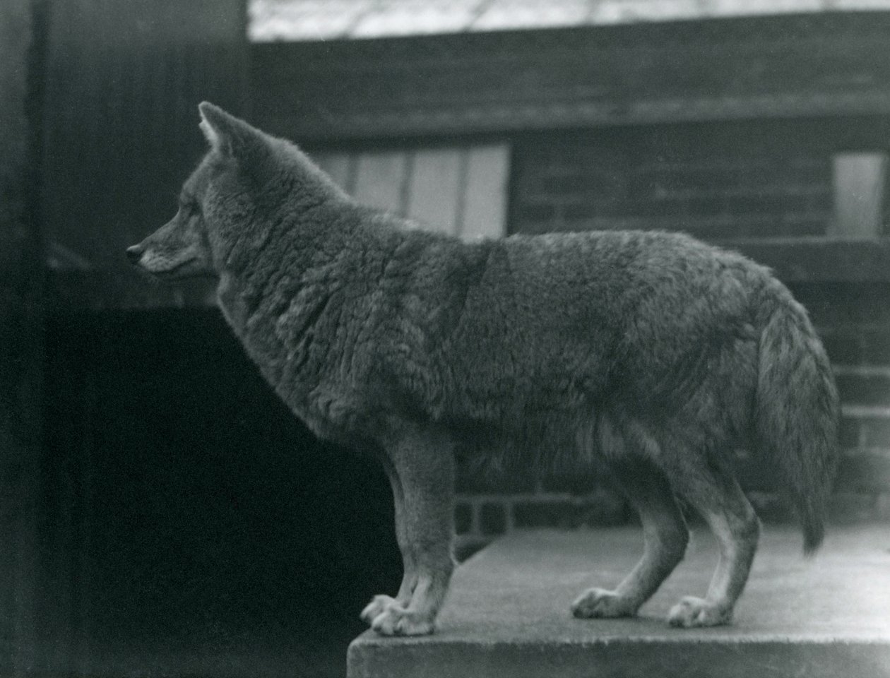 Ein Kojote im Londoner Zoo, Oktober 1920 von Frederick William Bond