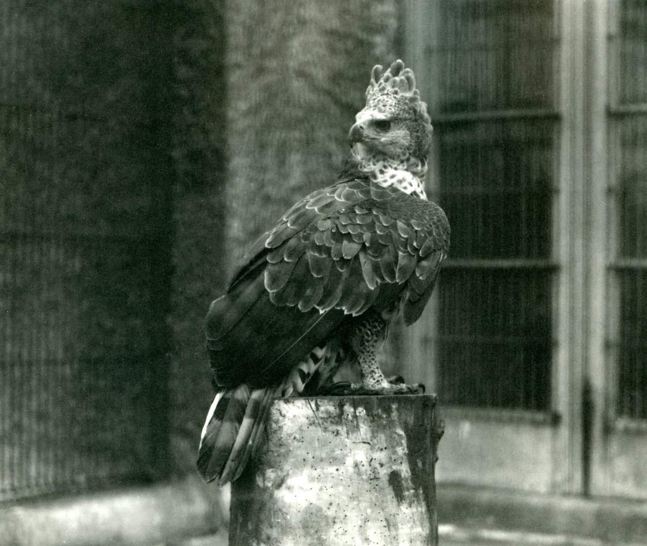 Ein gekrönter Adler im Londoner Zoo, Juni 1922 von Frederick William Bond