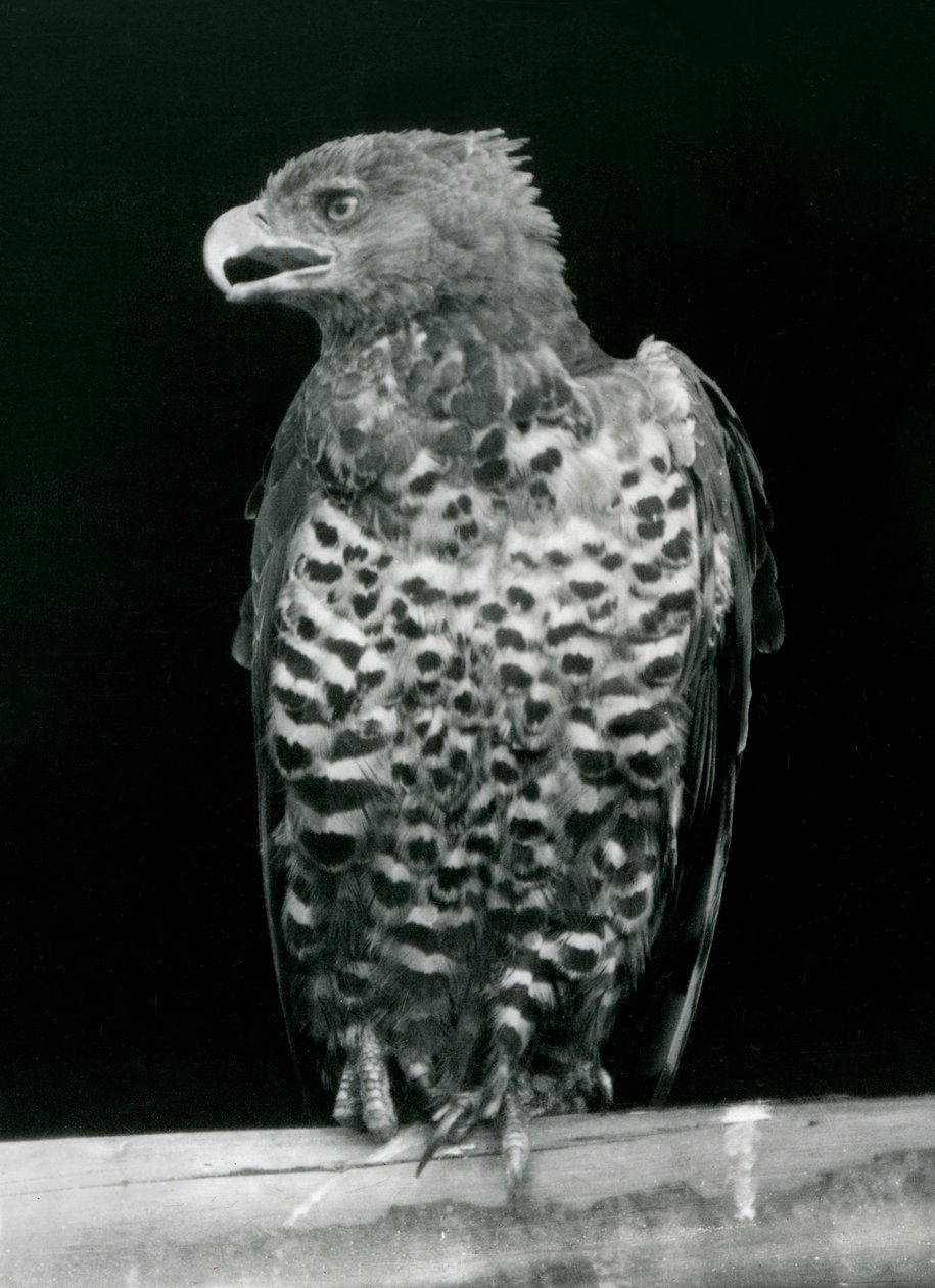 Ein gekrönter Adler sitzt im Londoner Zoo, November 1923 (Schwarz-Weiß-Foto) von Frederick William Bond