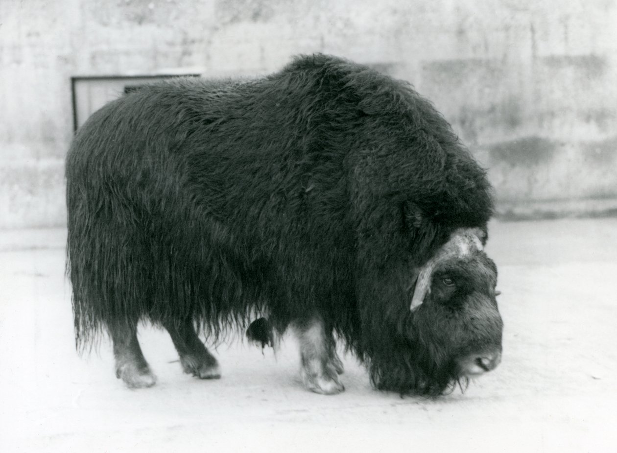 Ein weiblicher Moschusochse im Londoner Zoo, April 1923 von Frederick William Bond
