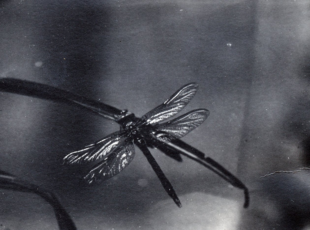 Libelle von Frederick William Bond