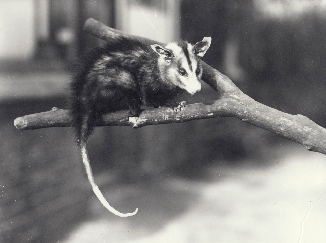 Weißohr-Opossum auf einem Ast im Londoner Zoo, Dezember 1918 von Frederick William Bond