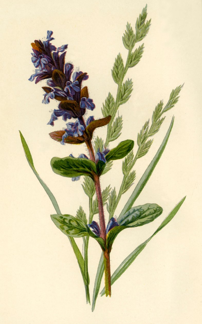 Horn und Hohe Schwingelgras, 1877 von Frederick Edward Hulme