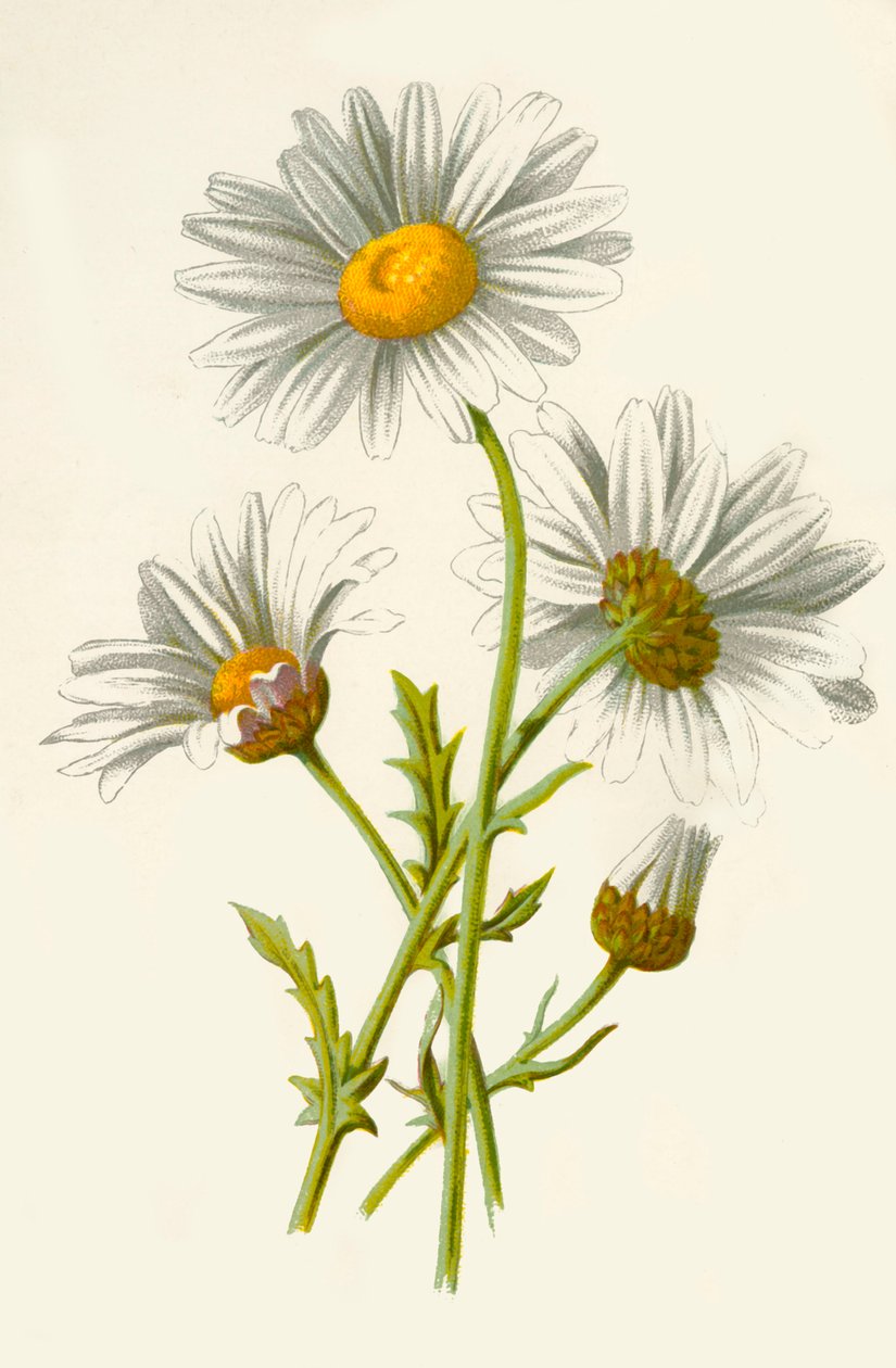 Margerite von Frederick Edward Hulme