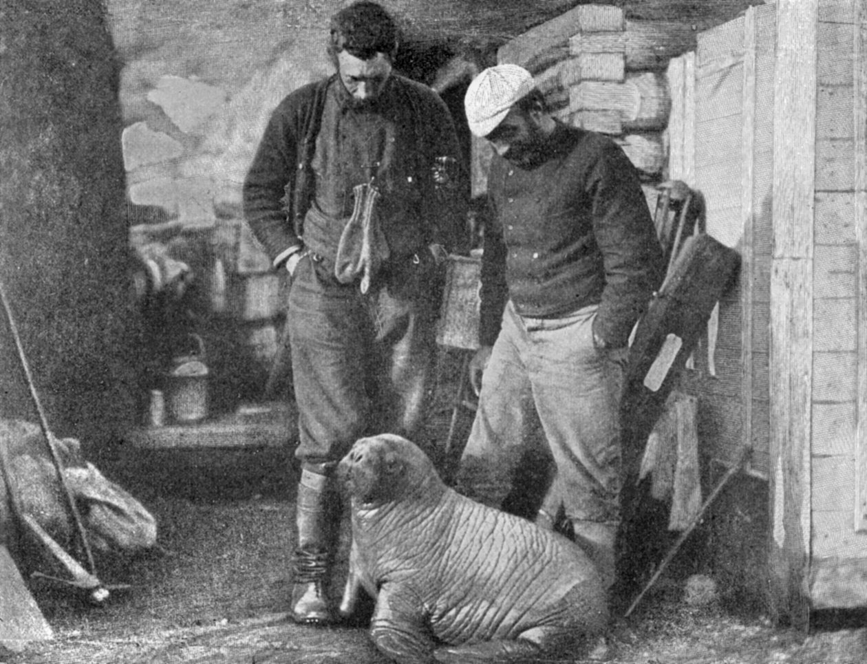 Walrossjunges, 1899 von Frederick George Jackson