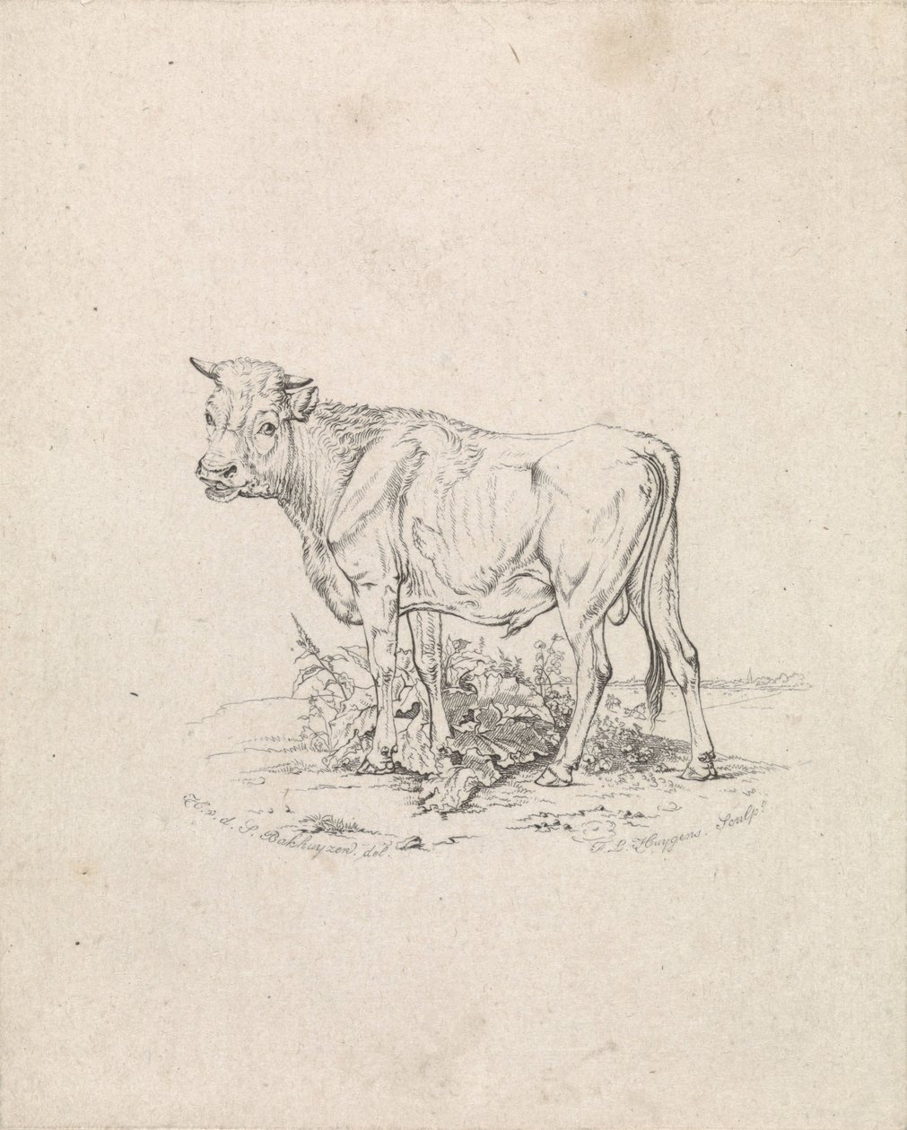 Stier von Frederik Lodewijk Huygens