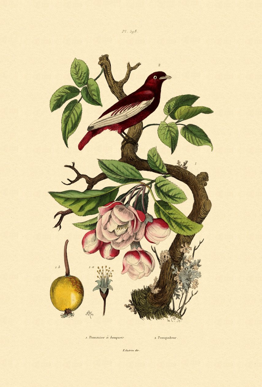 Apfel von French School