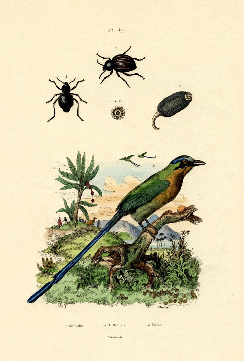 Schwarze Gurke von French School