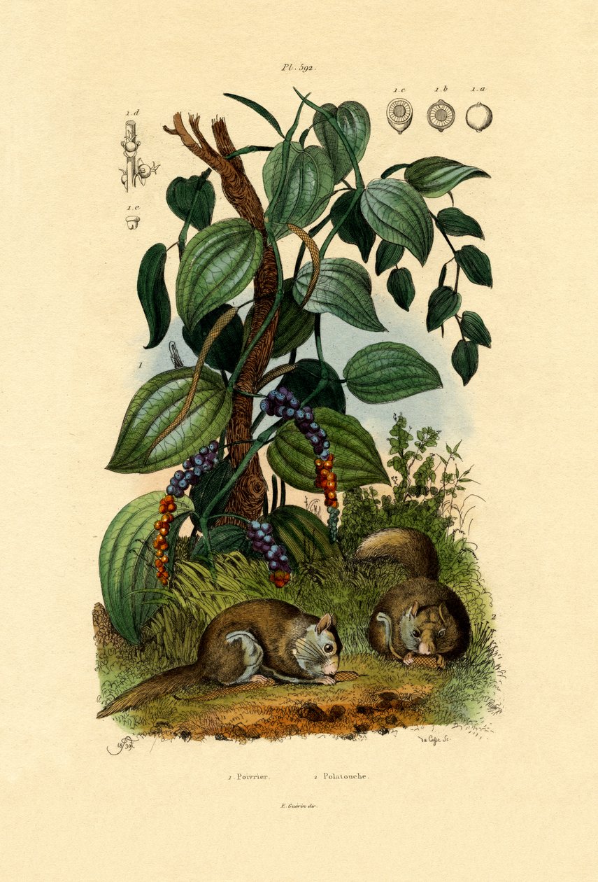 Schwarzer Pfeffer von French School