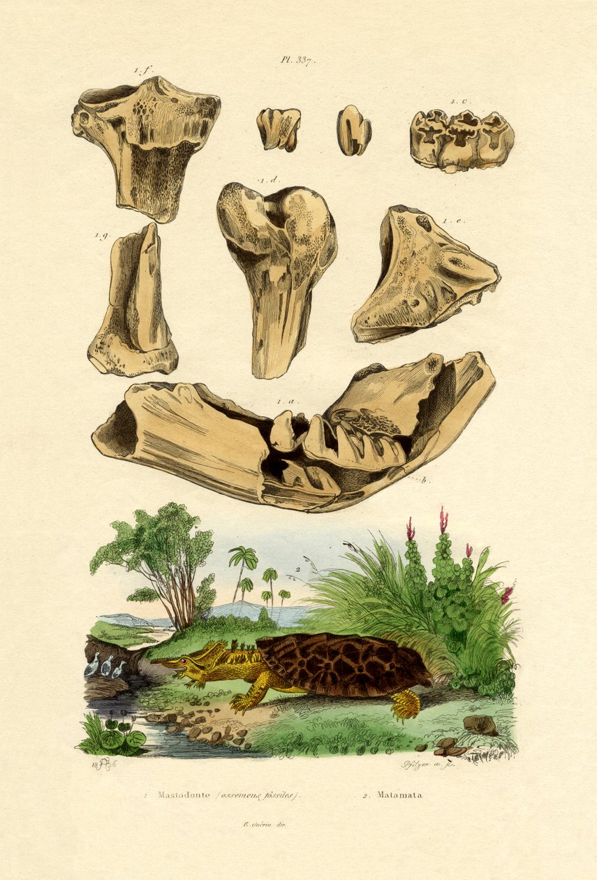 Knochenfossilien von French School