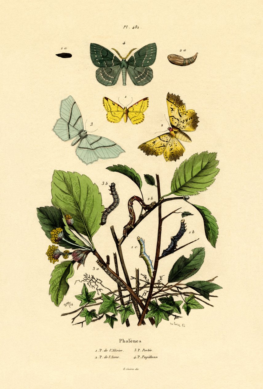 Schmetterlinge von French School