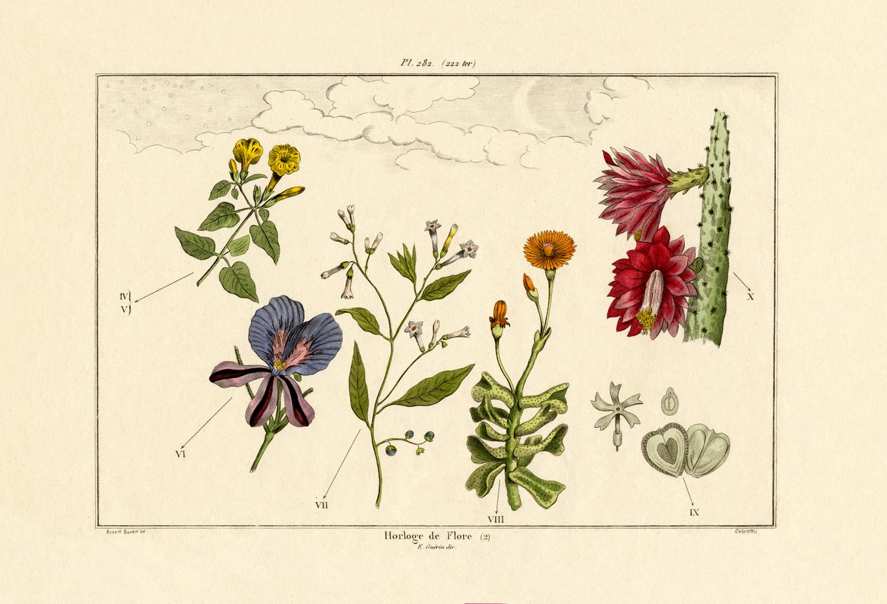 Blumenuhr von French School