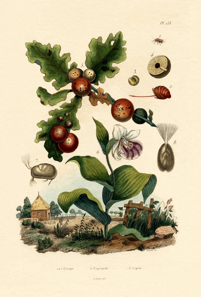 Gallwespe von French School