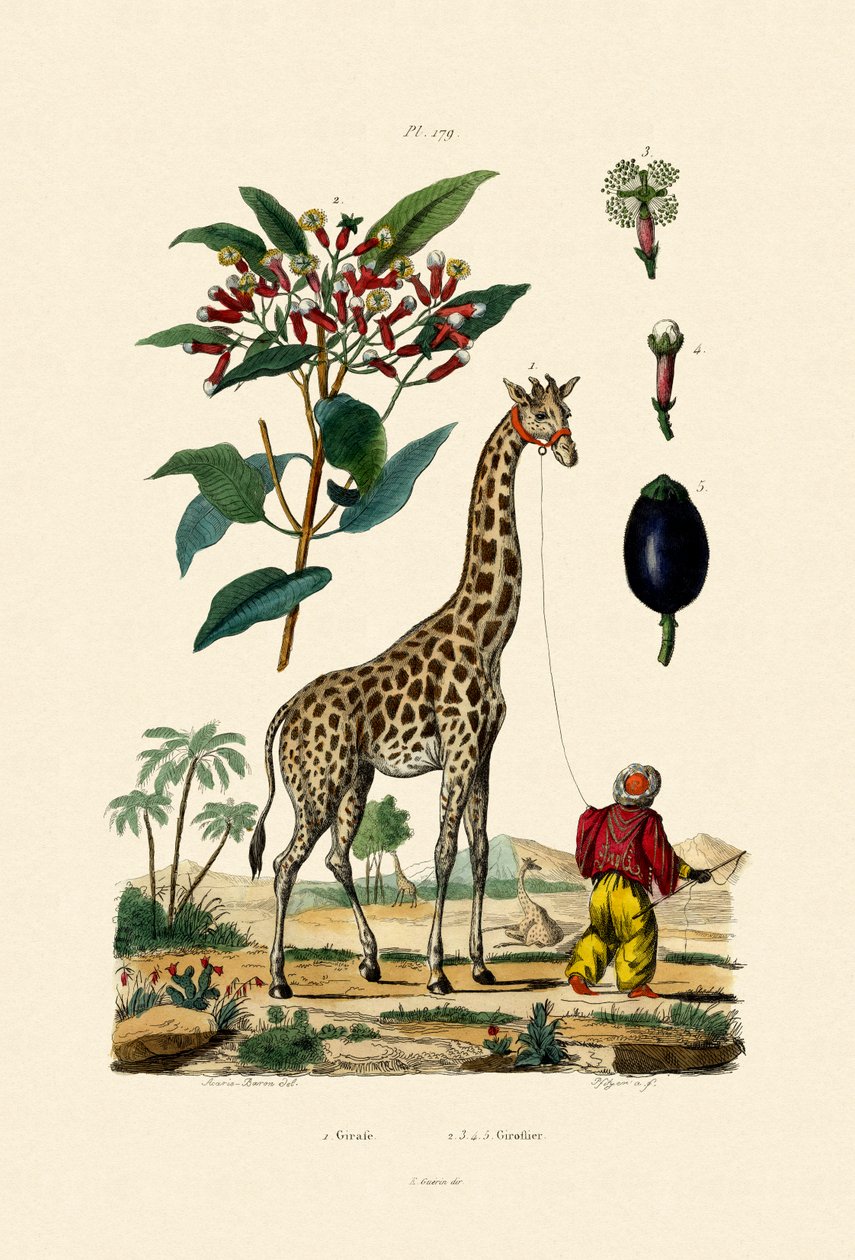 Giraffe von French School