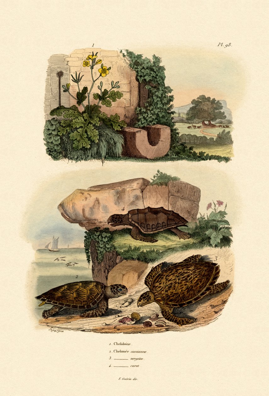 Schöllkraut von French School