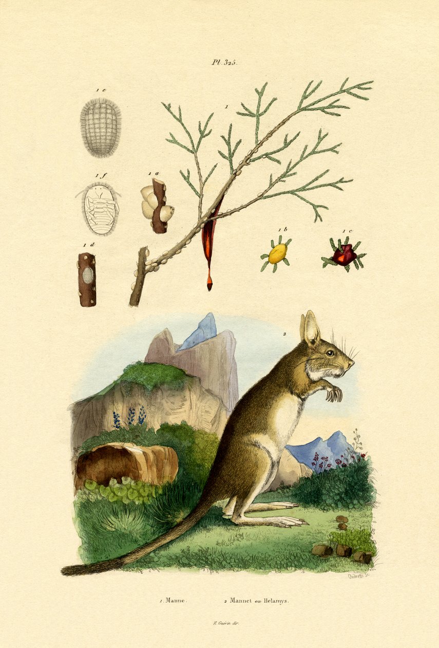 Honigtau von French School