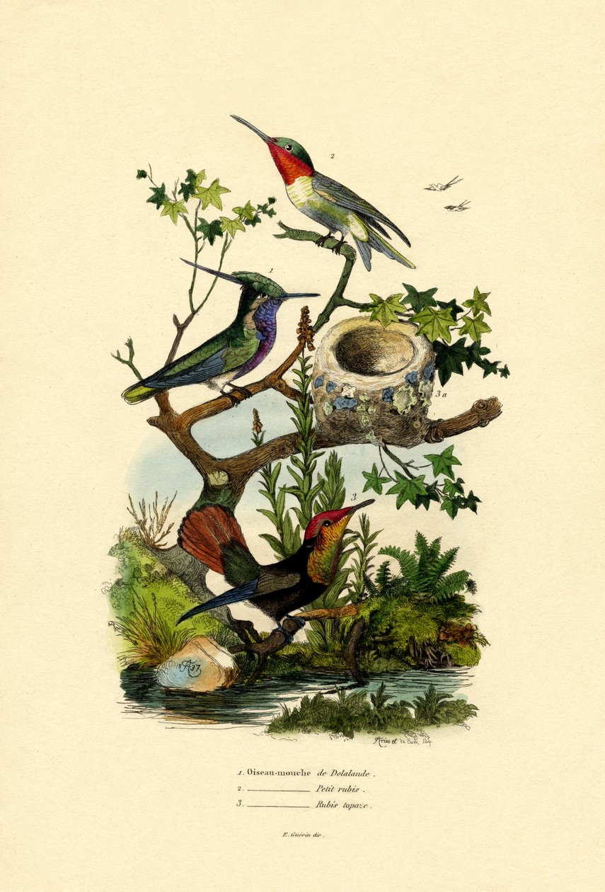 Kolibris von French School