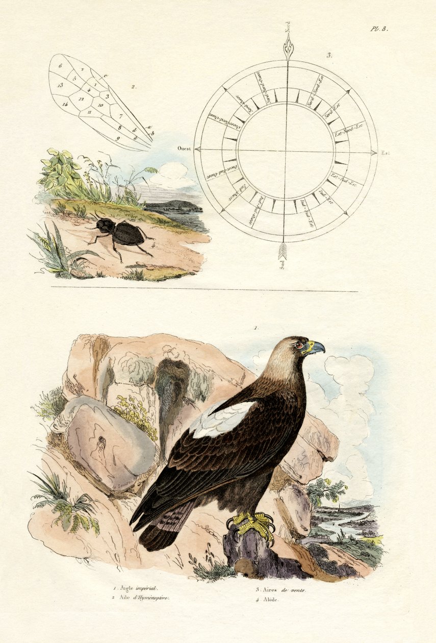 Kaiseradler von French School