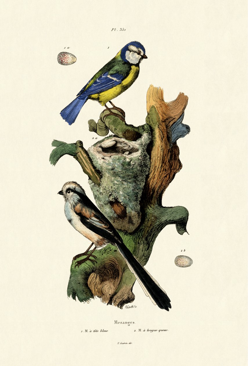 Schwanzmeise von French School