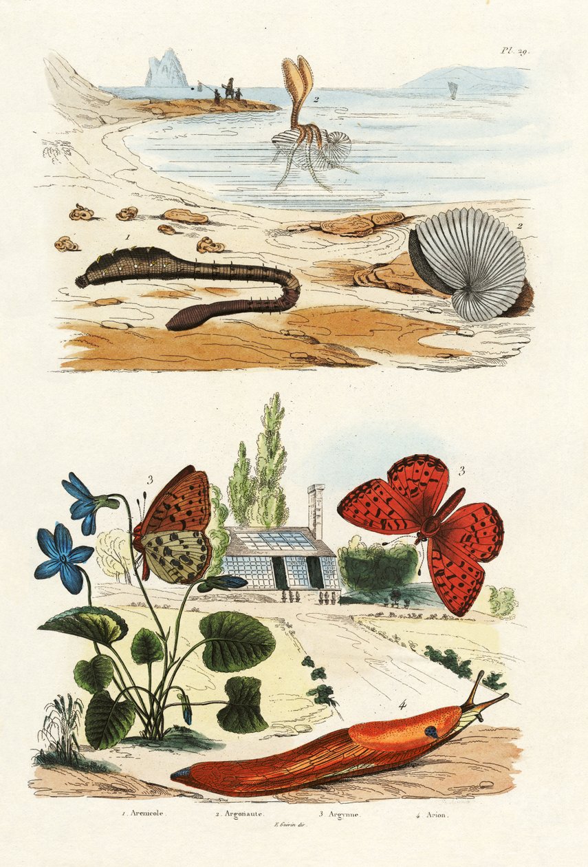Lungenwurm von French School