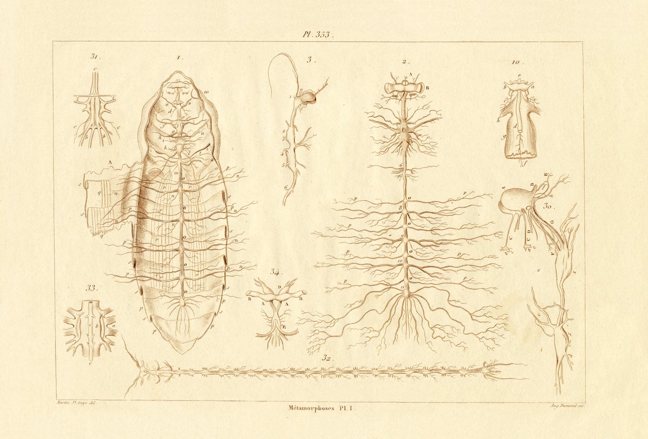 Metamorphose von French School
