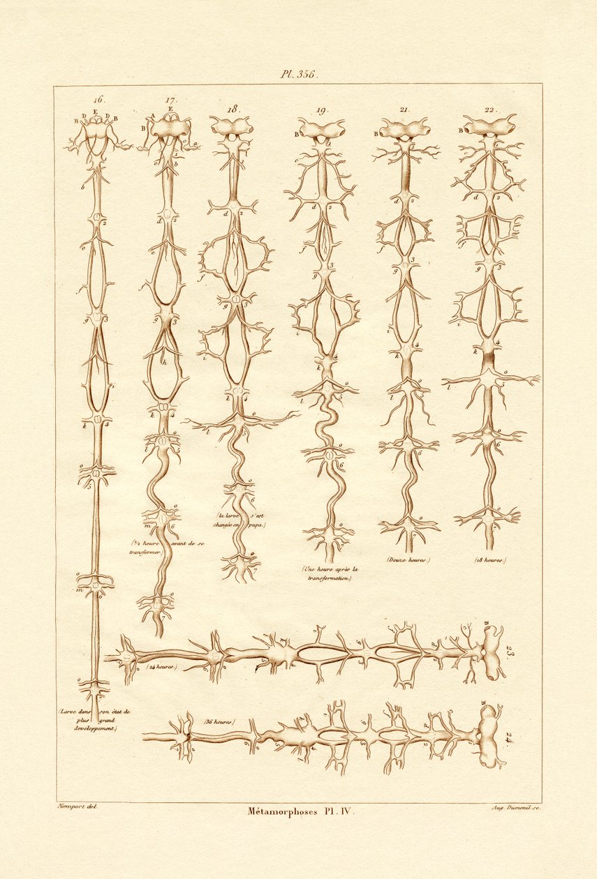 Metamorphose von French School