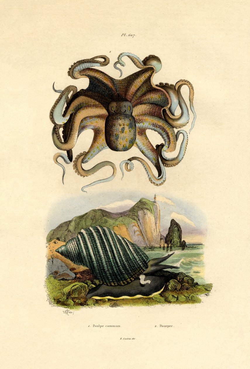 Krake von French School