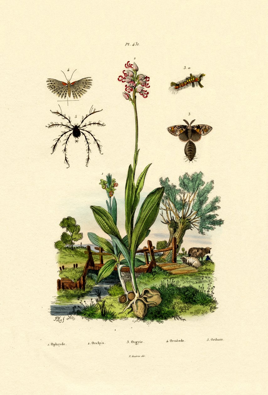 Orchidee von French School