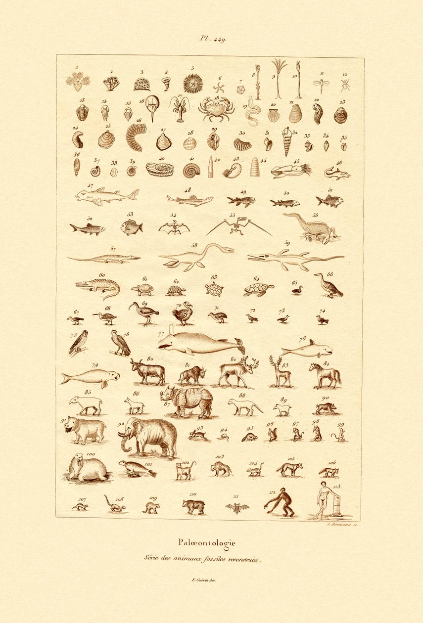 Paläontologie von French School