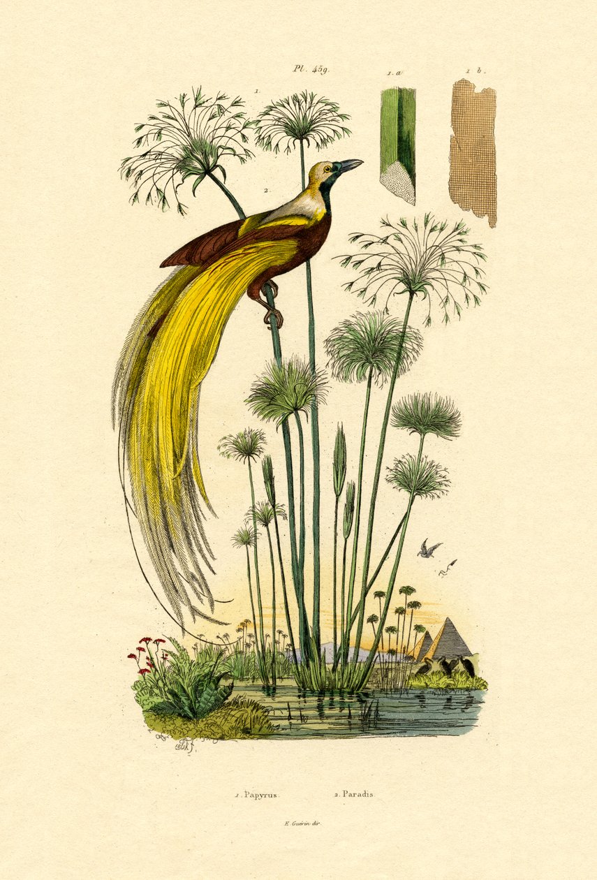 Papyrus von French School