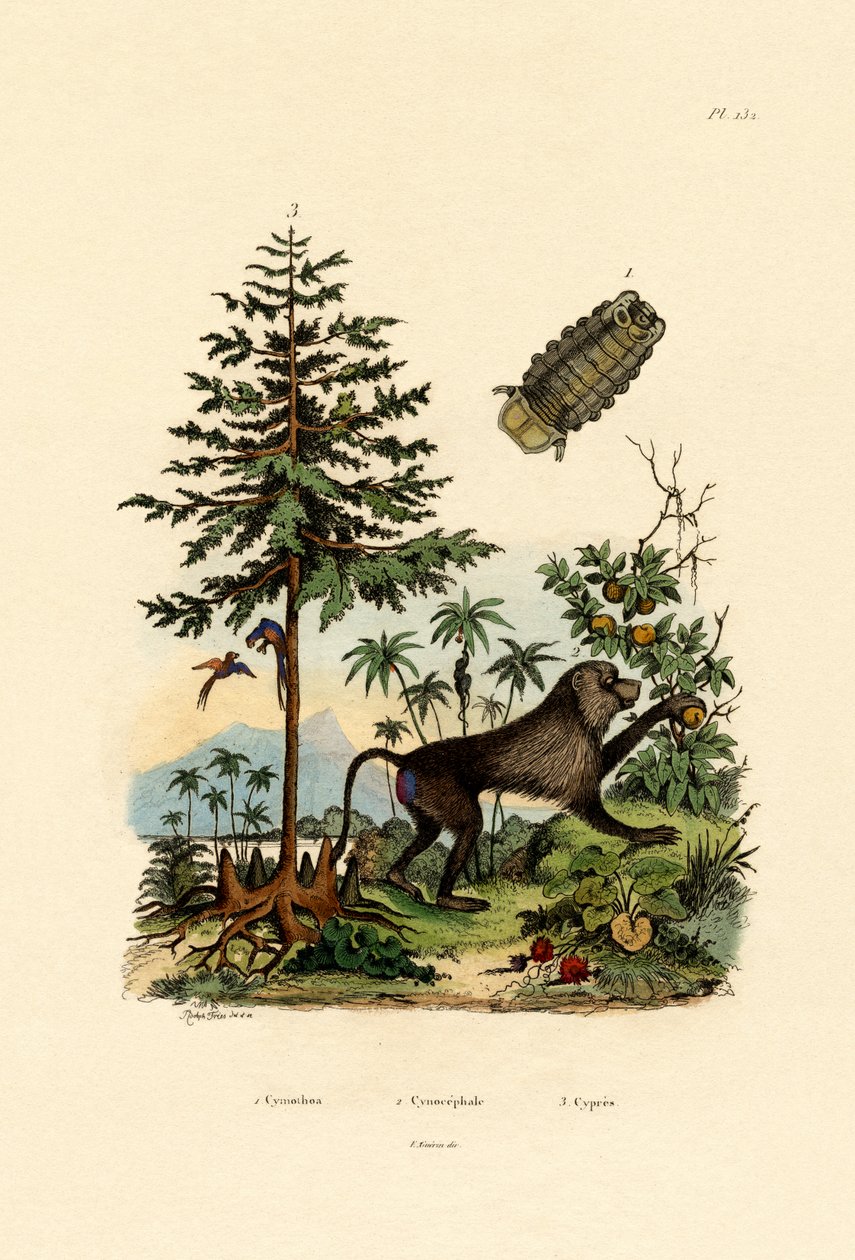 Parasitischer Krebstier von French School
