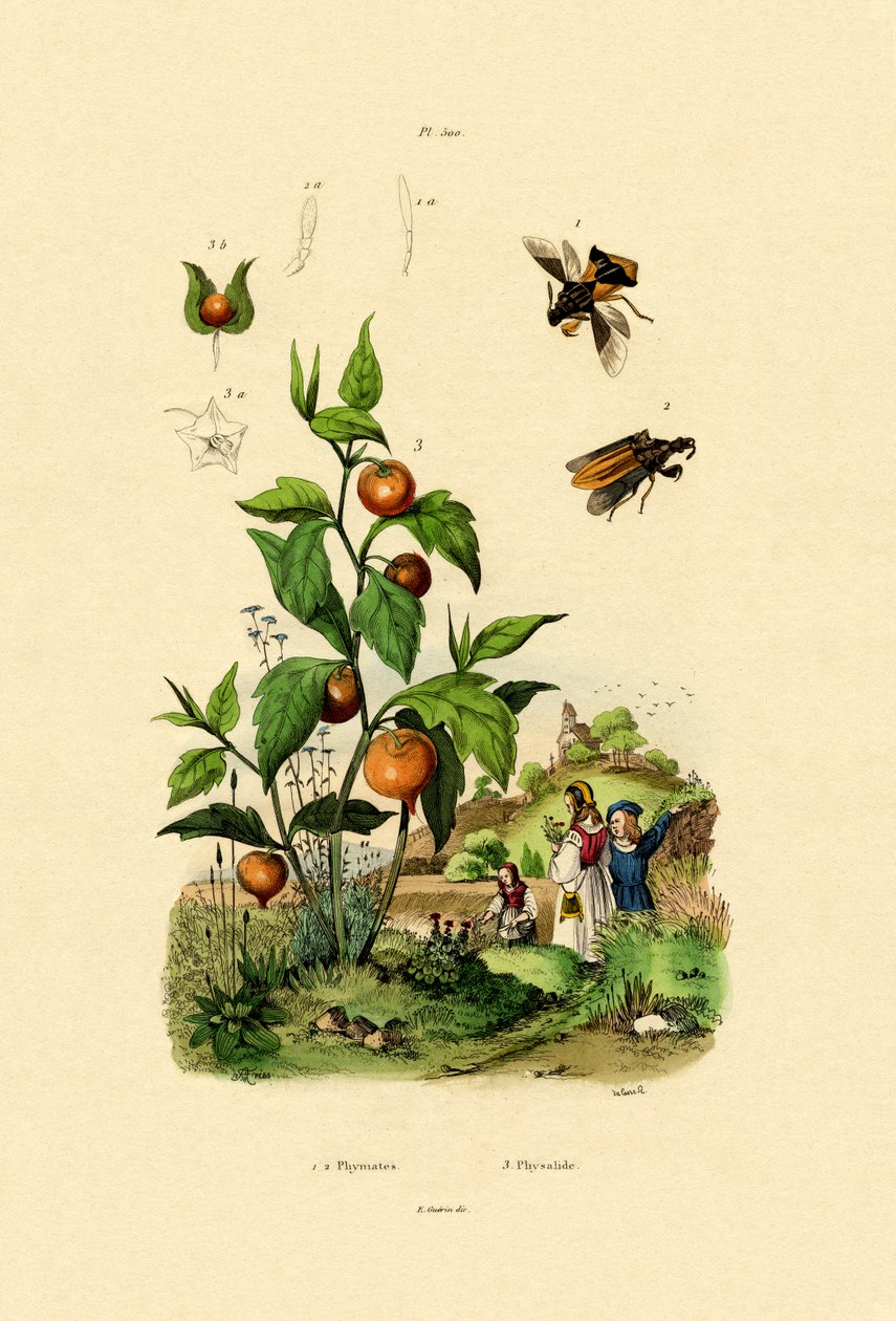 Physalis von French School