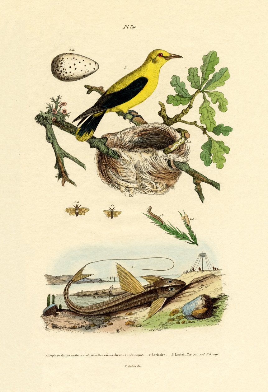 Kiefernschwebfliege von French School