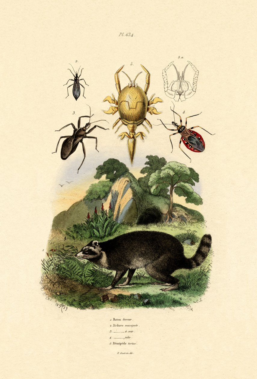 Waschbär von French School