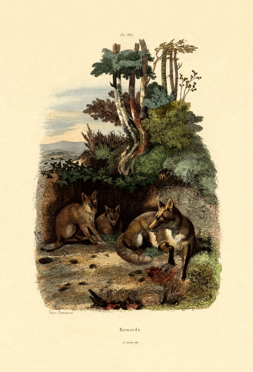 Rotfuchs von French School